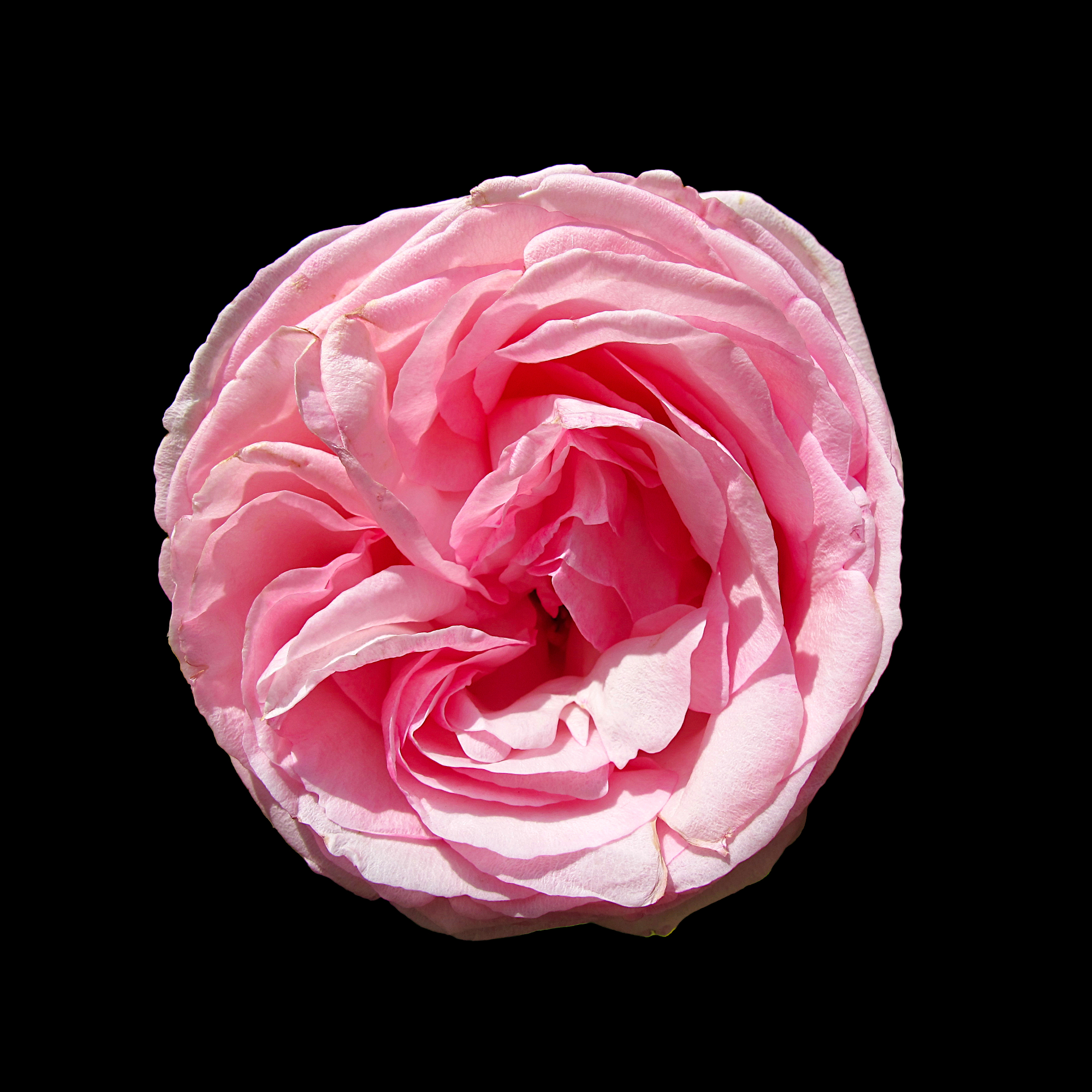 Pink rosy rose flower in sunlight